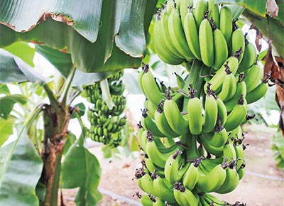 トロピカルフルーツミュージアムで栽培されているバナナ