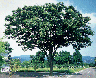 県の木　ケヤキ