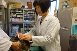 動物愛護センターの猫への注射