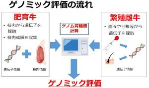 牛のゲノミック評価の流れ