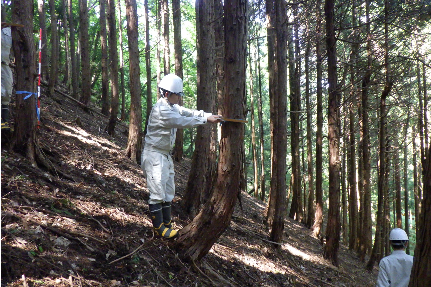立木調査