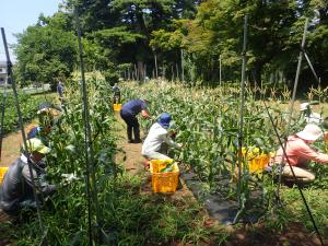 スイートコーンの収穫
