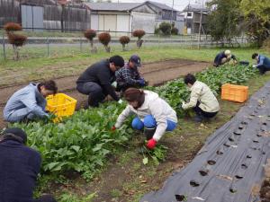 ホウレンソウの収穫