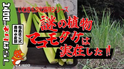 マコモタケの紹介動画サムネイル