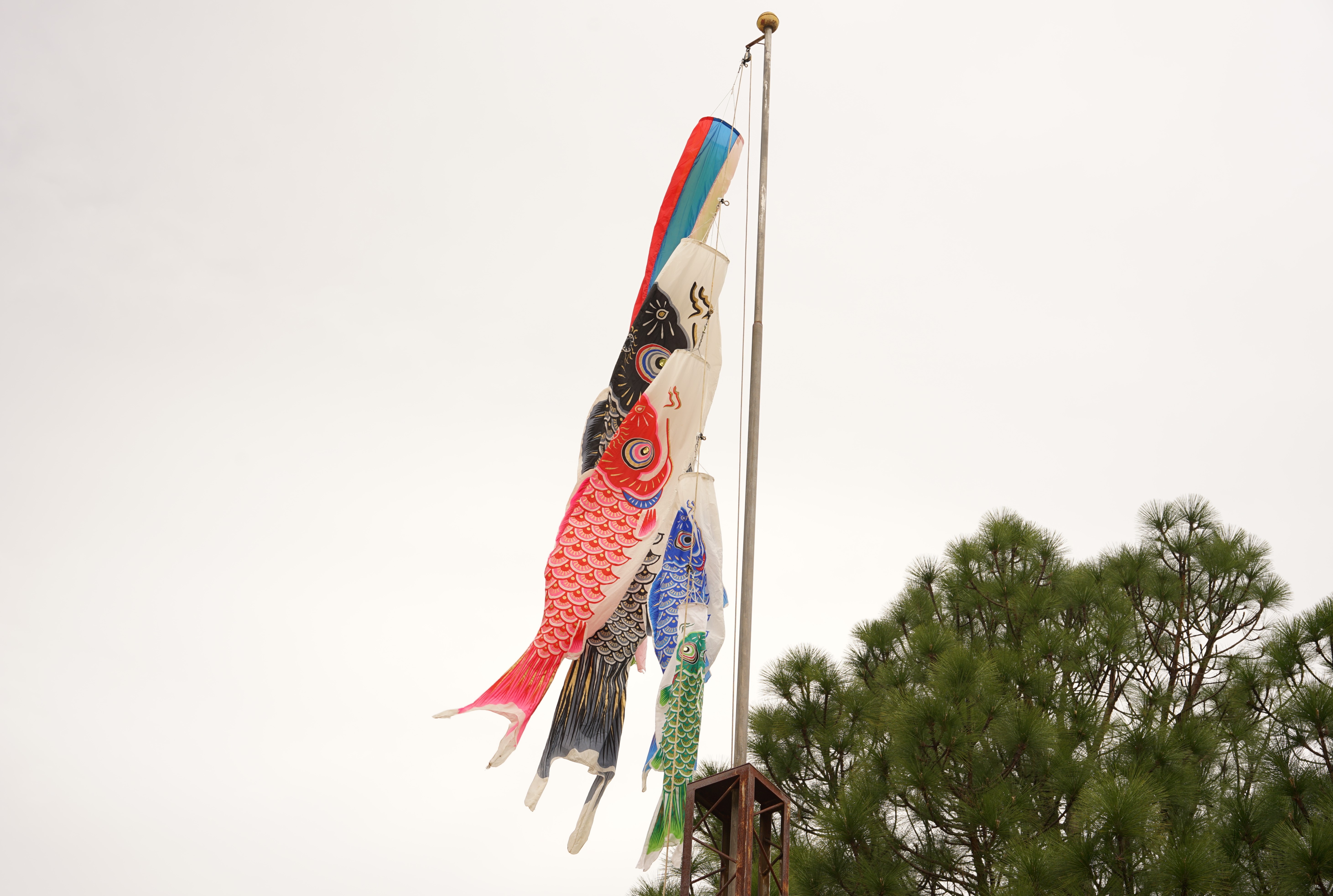 こいのぼりが空高く舞い上がっている様子
