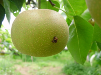 ナシヒメシンクイ被害果