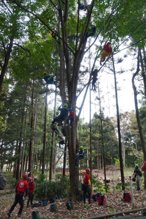 ツリークライミング