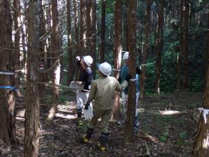 間伐（選木）実習2
