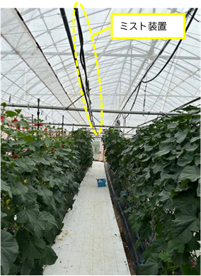 キュウリ　ミスト＋日射制御型遮光