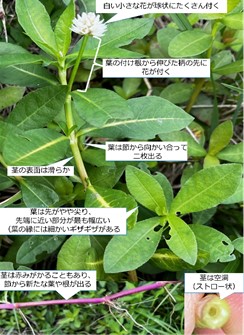 ナガエツルノゲイトウの特徴