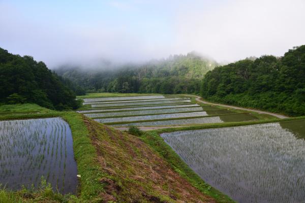打杭山棚田　写真