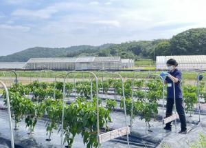 病原菌接種の準備