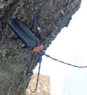 クビアカツヤカミキリ