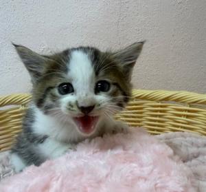 ありがとうございます。