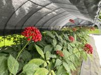 かいしゅうさん採種ほ場