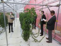 キュウリハウス視察風景