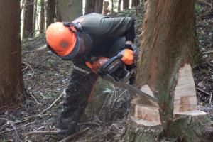 チェーンソー伐木造材技術