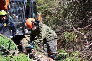 チェーンソー伐木造材技術