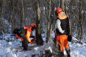 広葉樹伐木造材技術
