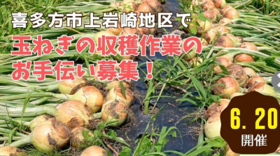 喜多方市玉ねぎの収穫作業のお手伝い