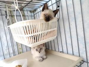 アルピナ１