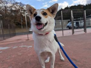 犬の画像