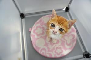 ねこ１