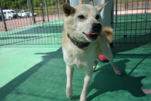 犬１