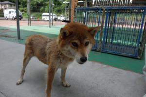 犬