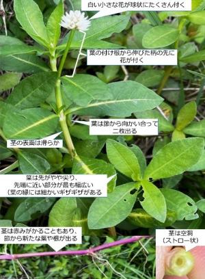ナガエツルノゲイトウの特徴