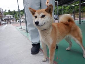 犬