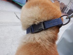 首輪