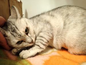 ヘーゼル３