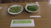 ナリブシ　写真