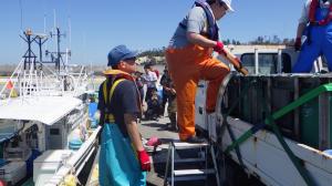 ホシガレイ放流の様子（松川浦漁港）