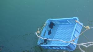 発信機付きホシガレイの放流の様子1