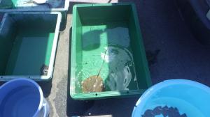 発信機付きアカエイ