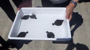 ホシガレイ稚魚