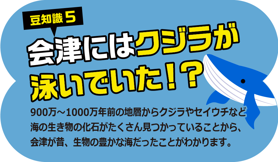 豆知識5 会津にはクジラが泳いでいた！？