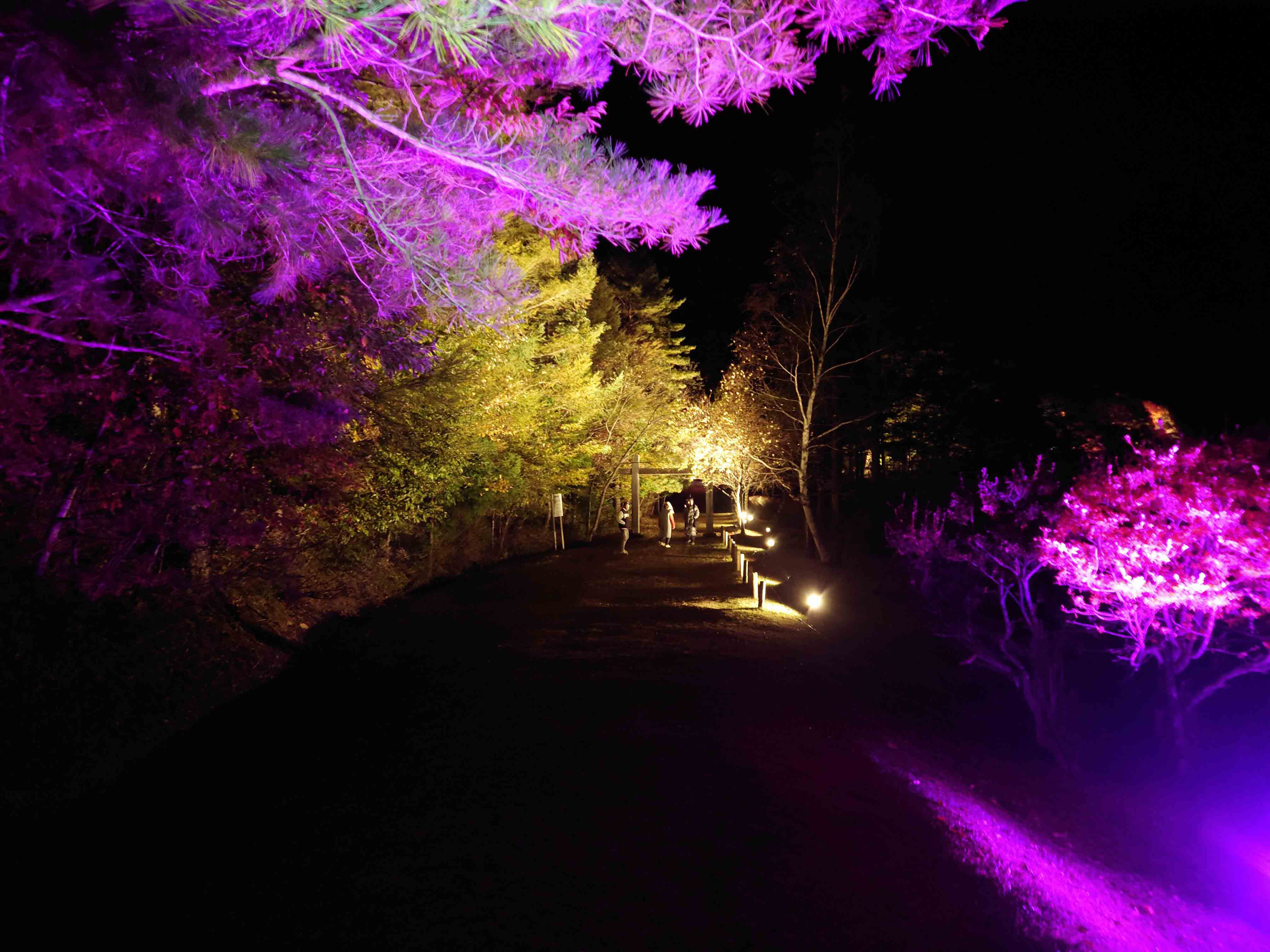 下郷ヒカリとふるさとマルシェ　観音沼森林公園ライトアップ