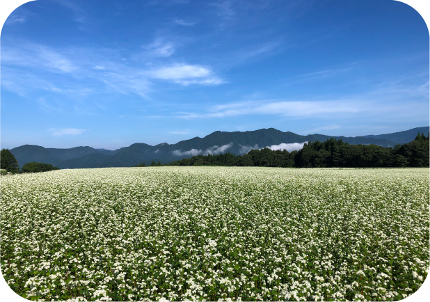 観光情報_夏