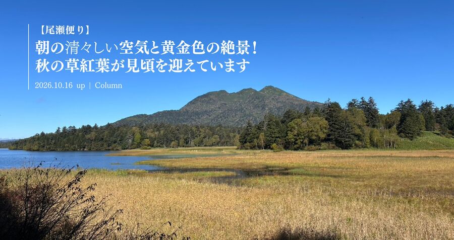 【尾瀬便り】朝の清々しい空気と黄金色の絶景